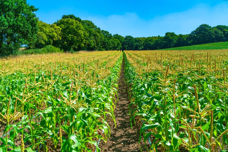 Corn Plants Growing on the Field Stock Photo Image of harvest