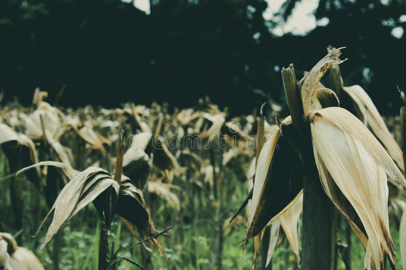 Corn Plants that Have Been Harvested Leave Traces of Corn Stalks that ...