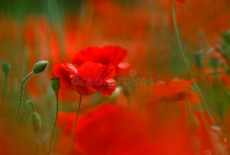 Corn Poppy Flowers royalty free stock photos