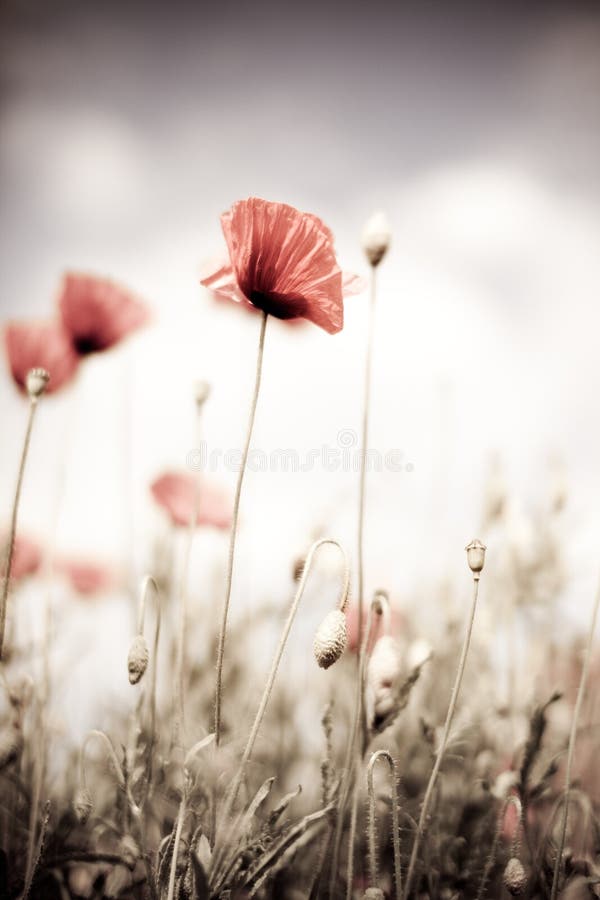 Corn Poppy Flowers Papaver rhoeas royalty free stock image