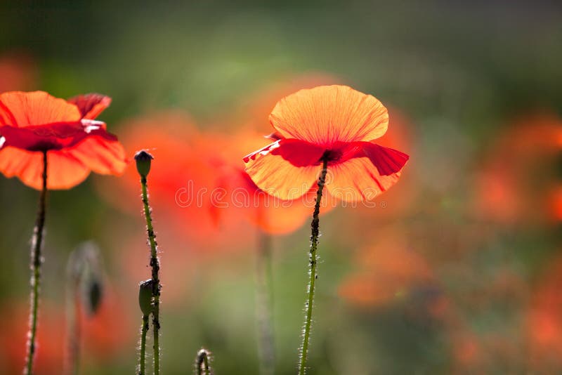 Corn Poppy Flowers Papaver rhoeas stock photography