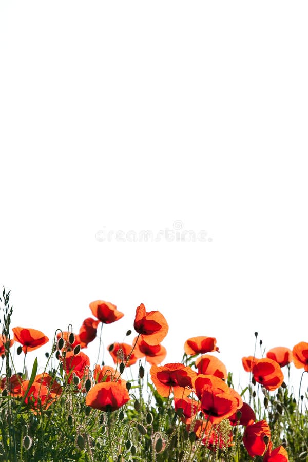 Corn Poppy Flowers Papaver rhoeas stock image