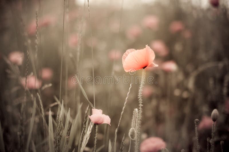 Corn Poppy Flowers Papaver rhoeas royalty free stock images
