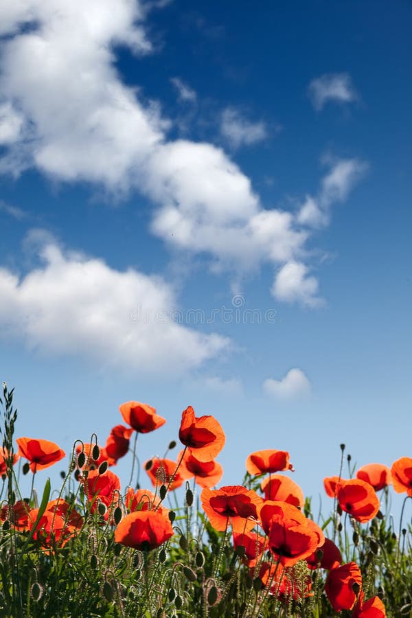 Corn Poppy Flowers Papaver rhoeas stock image