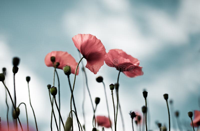 Corn Poppy Flowers Papaver rhoeas royalty free stock image