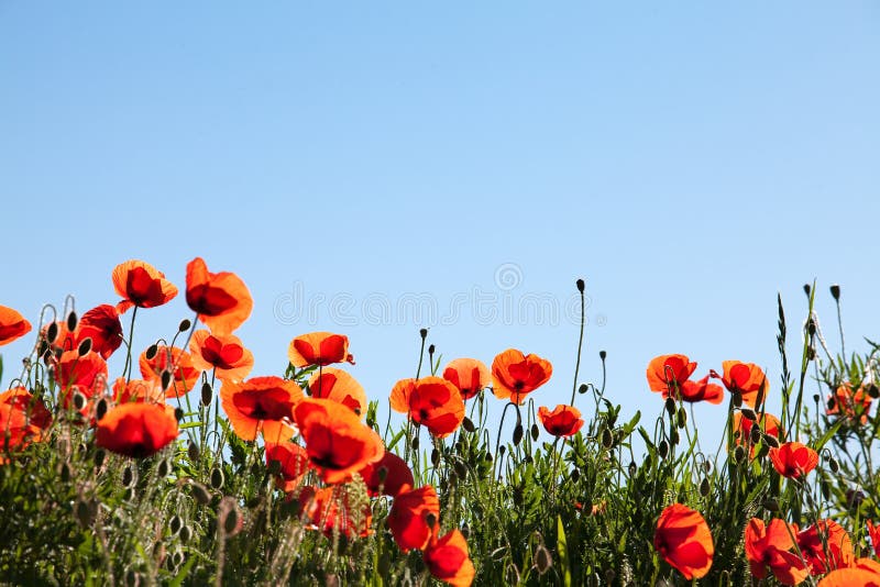 Corn Poppy Flowers Papaver rhoeas royalty free stock images