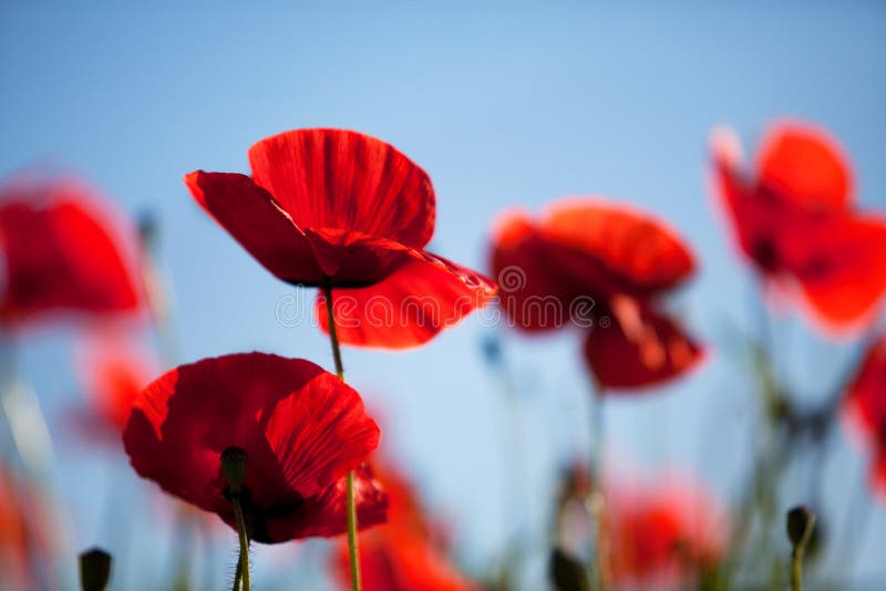 Corn Poppy Flowers Papaver rhoeas stock images