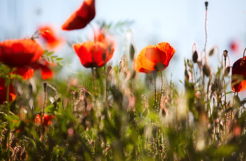 Corn Poppy Flowers Papaver rhoeas stock photo