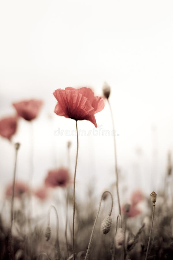 Corn Poppy Flowers Papaver rhoeas royalty free stock photography