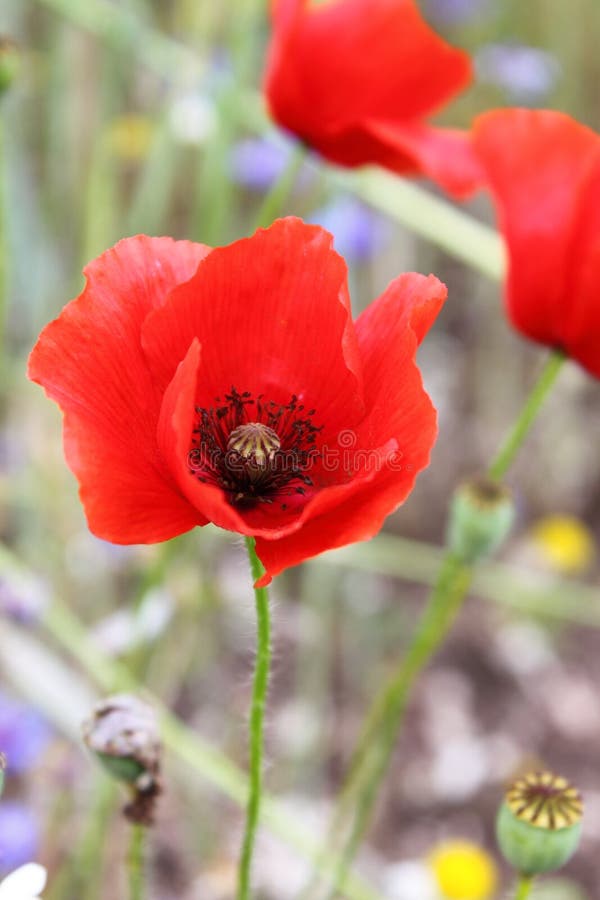 Corn Poppy Flowers stock photos Corn Poppy Flowers stock photos
