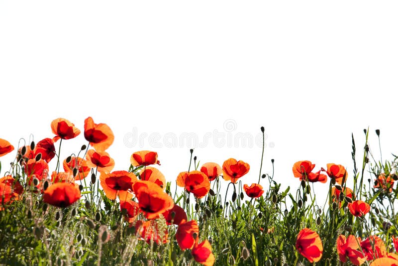 Corn Poppy Flowers on white royalty free stock images