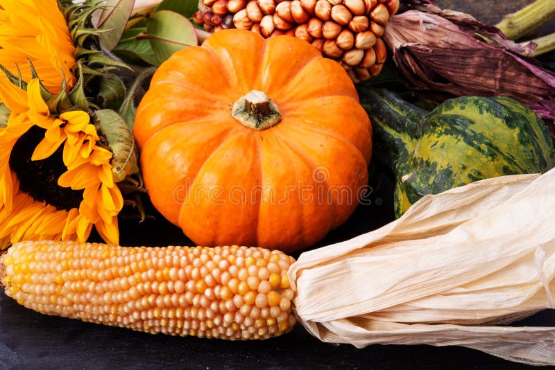 Corn and pumpkin stock photo. Image of autumnal, autumn - 34366926
