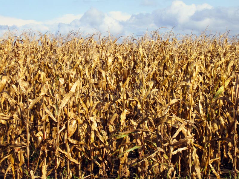 Corn ready to harvest stock image. Image of field, corn 11093175