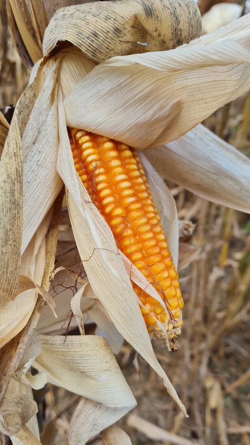 Corn ready to harvest stock image. Image of ready, harvest 261871687
