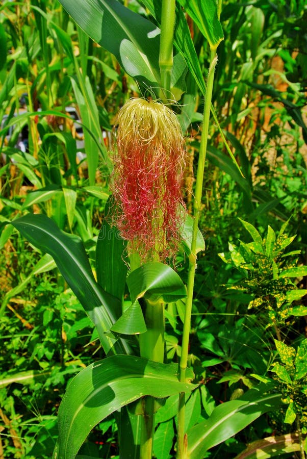 Corn red pink bright hair stock photo. Image of immature 26624218