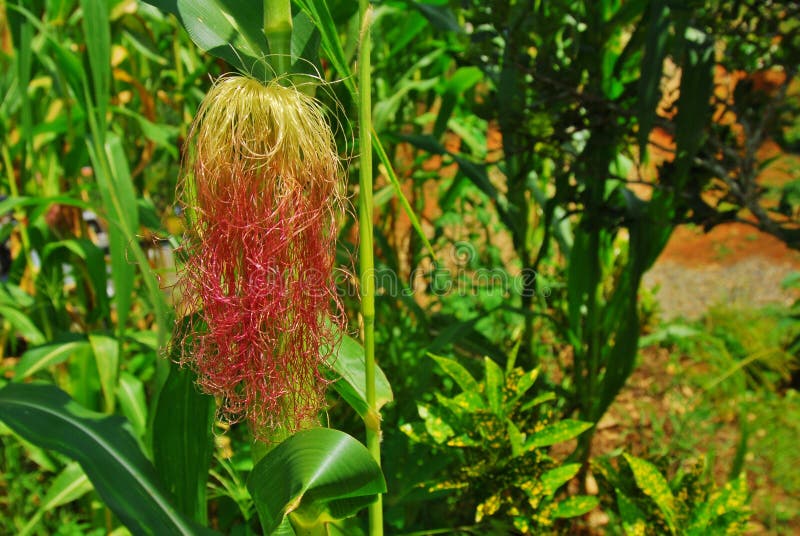 Corn red pink hair stock image. Image of healthy, organic 26624213