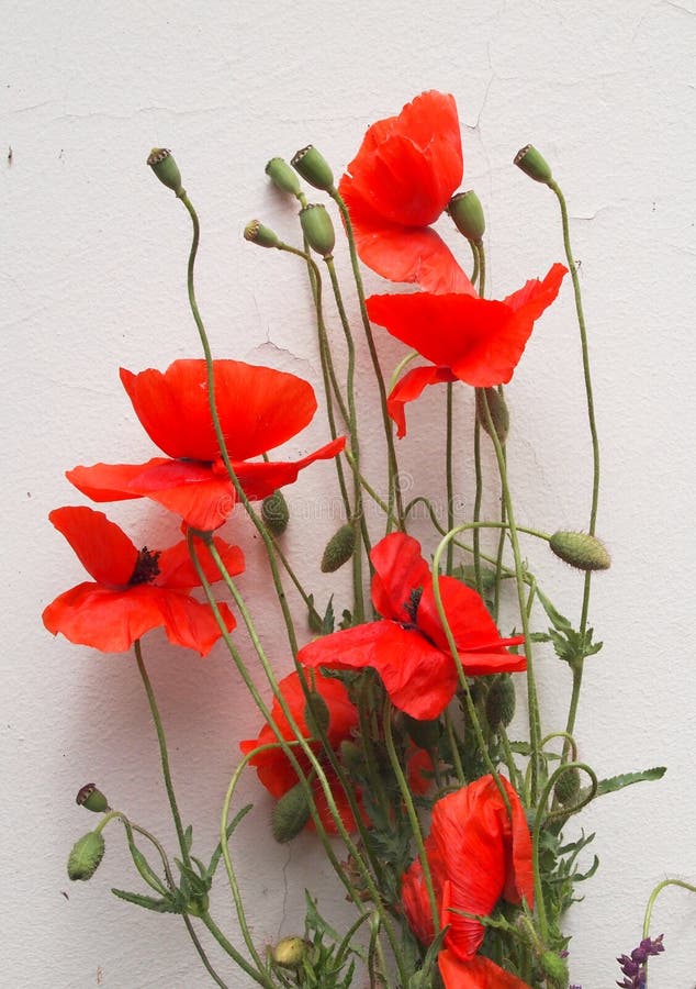 Corn rose stock photo. Image of plant, flower, gardening 94459328