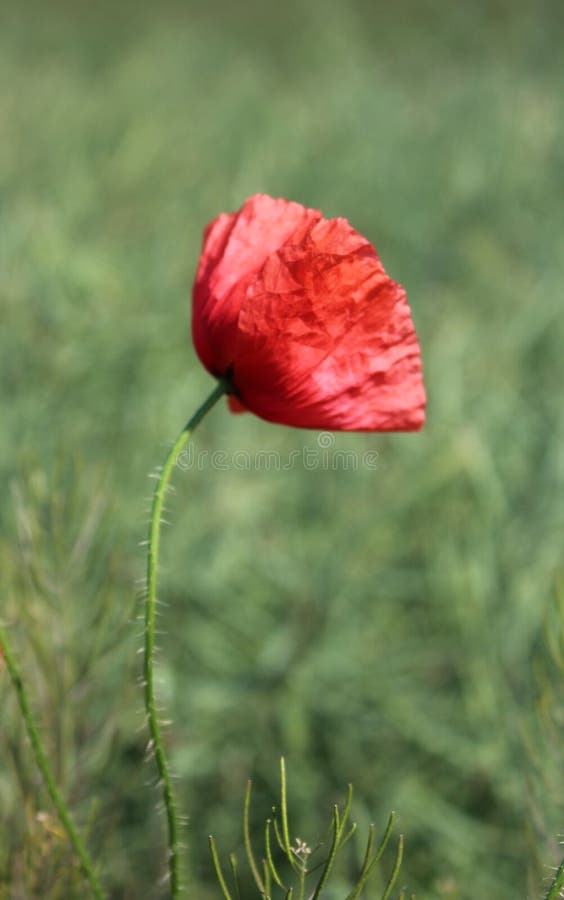 Corn rose stock photo. Image of plant, flower, gardening 94459328
