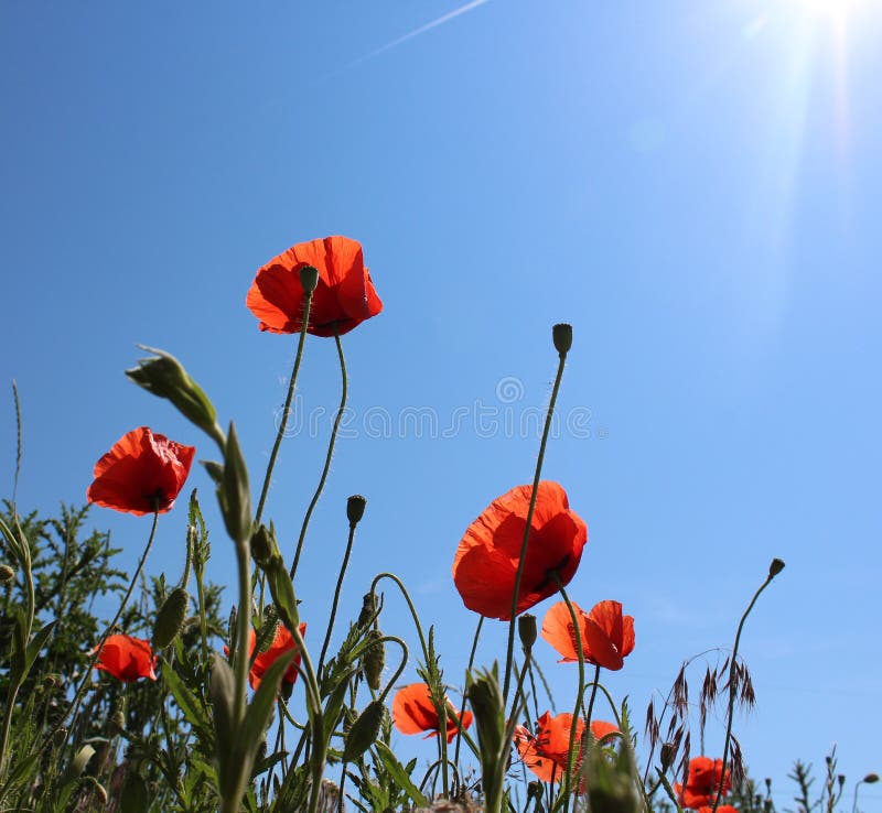 Corn rose stock image. Image of plant, field, nature 94470627