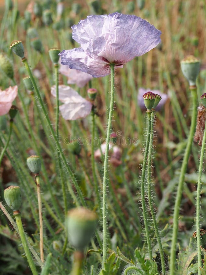 Corn rose stock photo. Image of plant, flower, plants 94459316