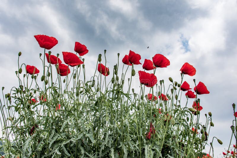 Corn rose stock photo. Image of different, mothers, meadow 40976192