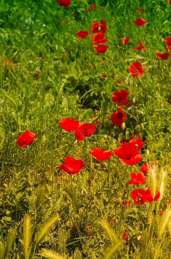 Corn Rose Enjoy the Morning Sun Stock Image Image of survival
