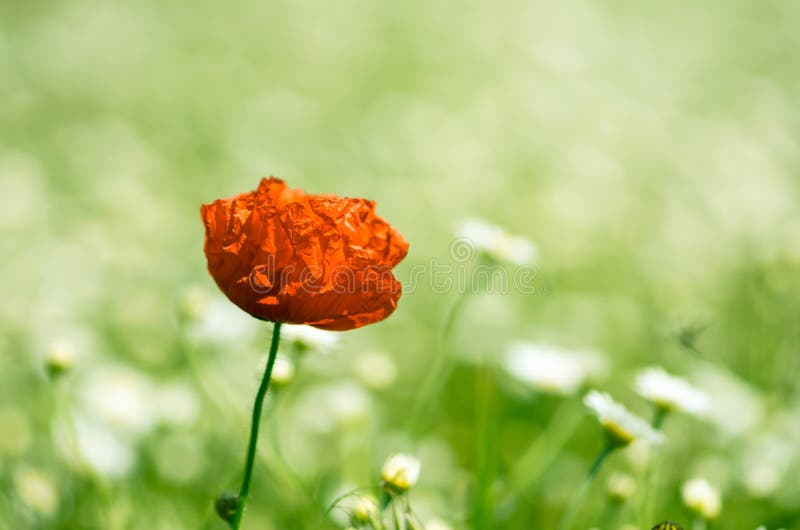 Corn rose stock photo. Image of meadow, corn, colorful 40976192