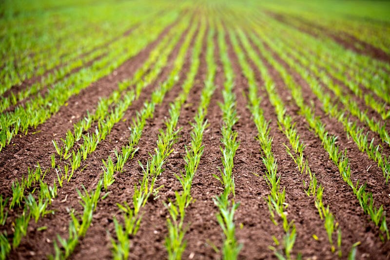Вдоль рядов кукурузы. На солнце вдоль рядов кукурузы. Corn Rows field. Row fields