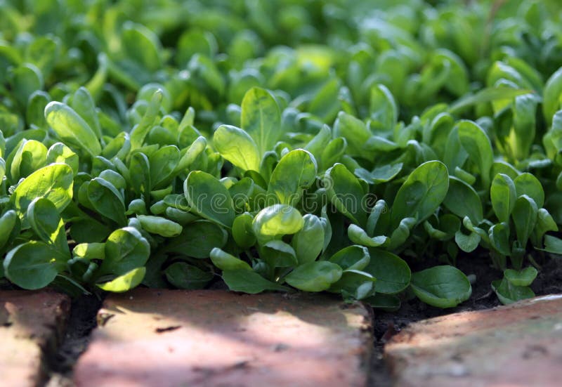 Corn Salad on the Garden Bed Stock Image Image of rapunzel