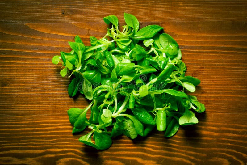 Corn salad, lamb s lettuce stock photo. Image of lamb 41683966