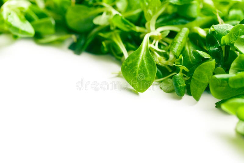 Corn salad, lamb s lettuce stock photo. Image of lamb 41683966
