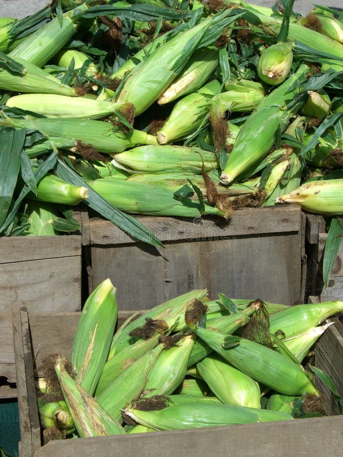 Corn for Sale stock photo. Image of organic, husks, vegetable 1072324