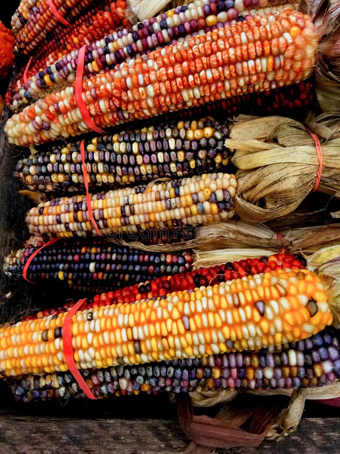 Corn for sale stock photo. Image of corn, maize, commodity 79225984