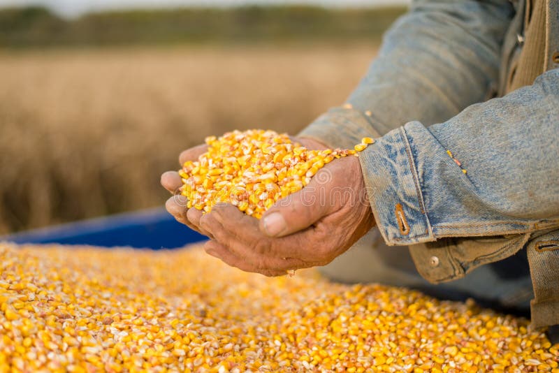 Corn Seed In Hand Of Farmer. Stock Photo Image 65455028