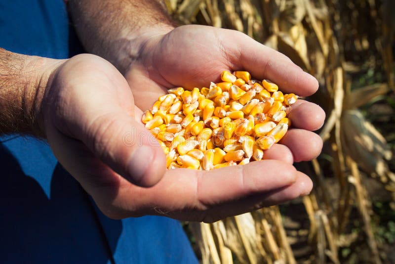 Corn seed in hands of farmer.