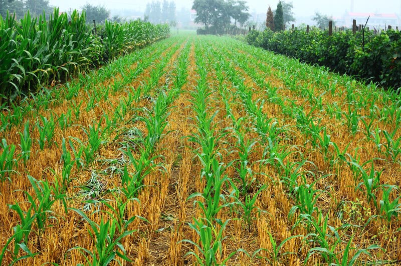 Corn seedlings 7