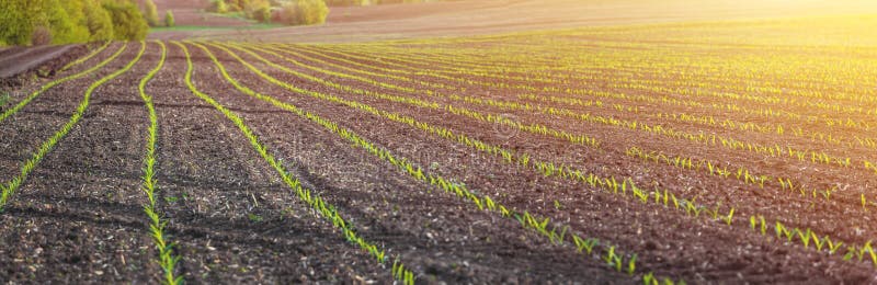Corn seedlings on a agricultural field stock photo