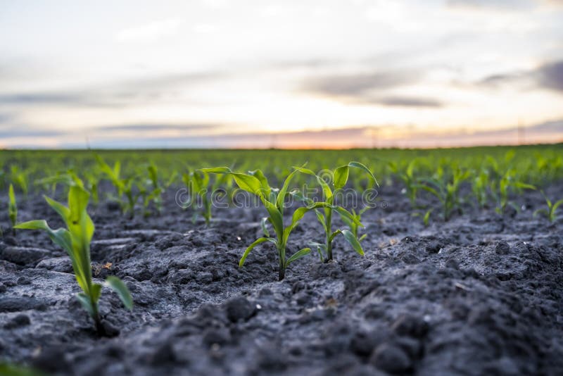 Corn Seedlings are Growing from Fertile Ground in a Sunset Light. Stock
