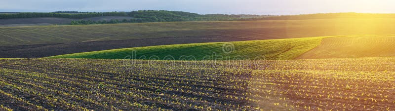 Corn seedlings on a agricultural field royalty free stock photos