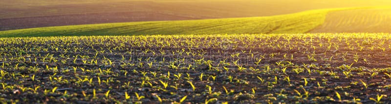 Corn seedlings on a agricultural field stock image