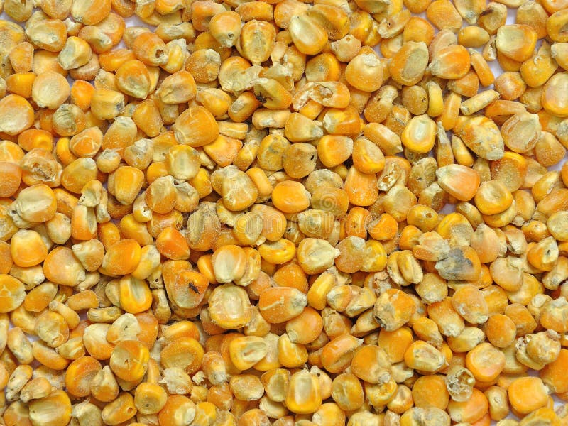 Corn seeds for animal feed