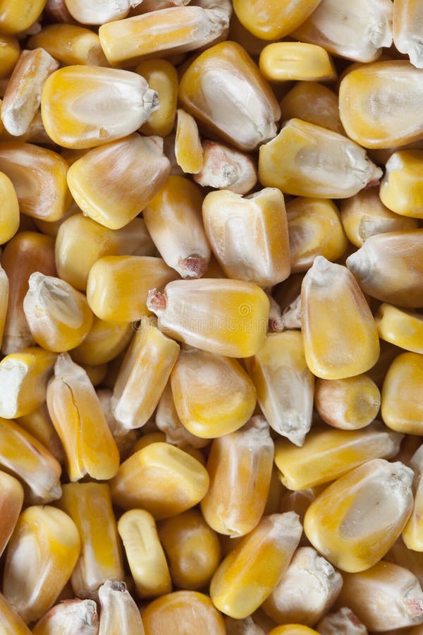 Group of Corn Seeds with Top View Stock Image Image of macro, maize