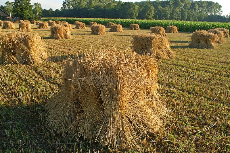 Corn Sheafs Made from Just Harvested Grain Stock Photo Image of