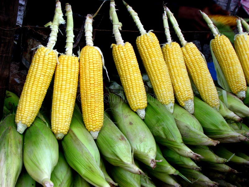 The Corn Shop stock image. Image of delicious, corn, food 2845979