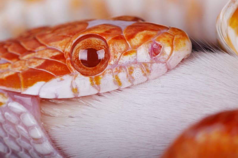 127 Corn Snake Eating Mouse Photos Free & RoyaltyFree Stock Photos