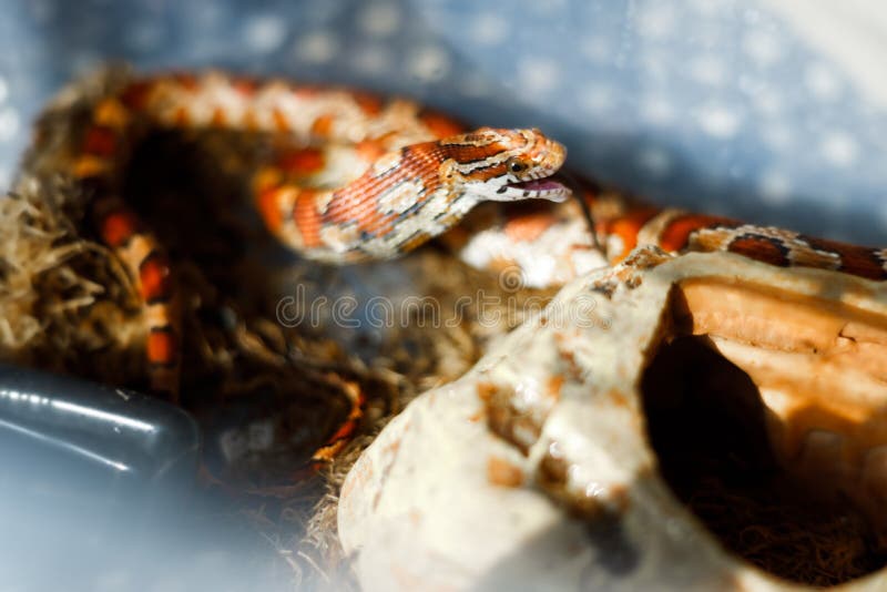 Corn Snake Eating a Dead Baby Mouse Stock Image Image of baby