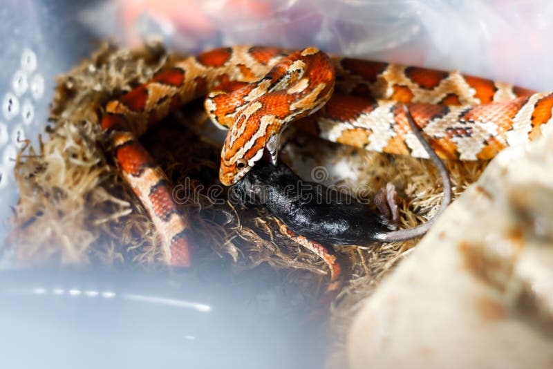 Corn Snake Eating a Dead Baby Mouse Stock Photo Image of background