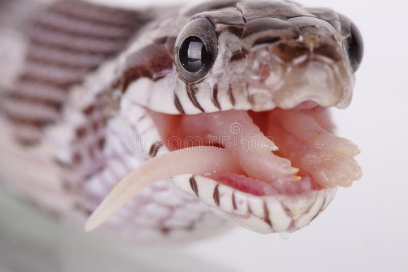 Corn Snake Teeth