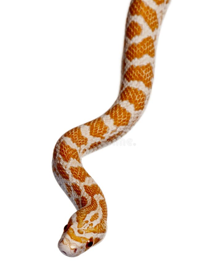 Corn snake or red rat snake, slithering