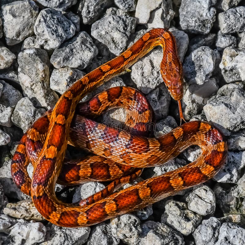 Corn Snake Smelling Itself Stock Image Image Of Back 124829675